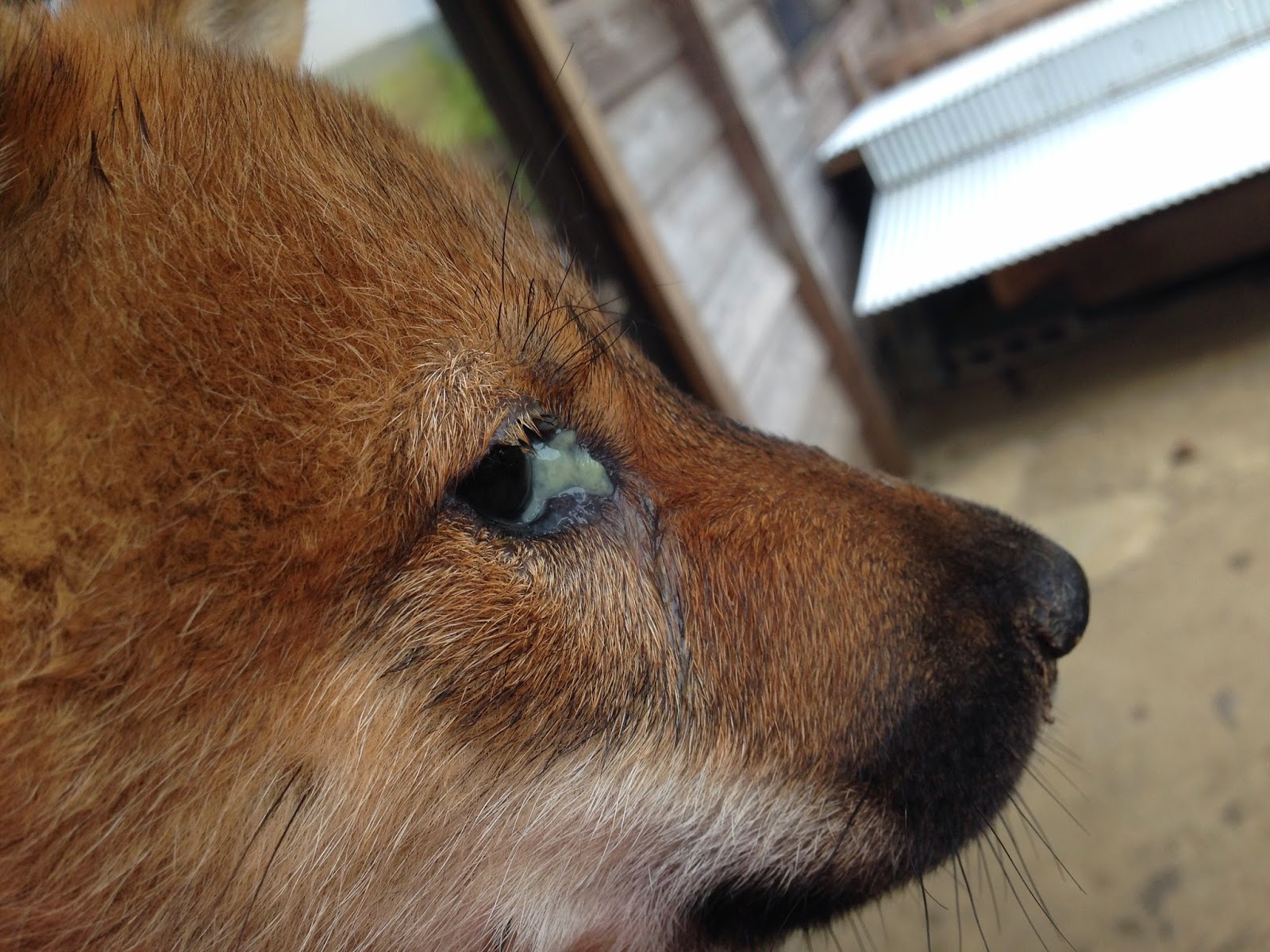 eye-gunk